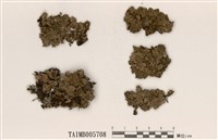 藏品(金葉黃髓梅衣)的圖片